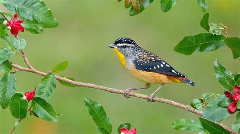 Yellow Black Little Bird Is Perching On Tree Stem In Green Blur ...