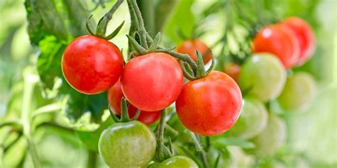 Monta tu propio huerto ecológico de tomates cherry en casa | Twenergy | Tomates cherry planta ...