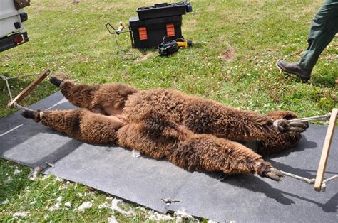 Partridge Farm: Alpaca Shearing day arrives!!