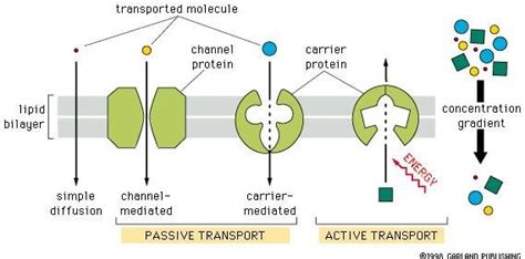 20: Mechanism of transport across cell membrane | Download Scientific ...