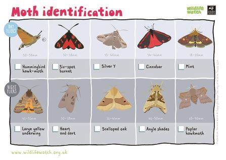 Identify moths | Berks Bucks & Oxon Wildlife Trust