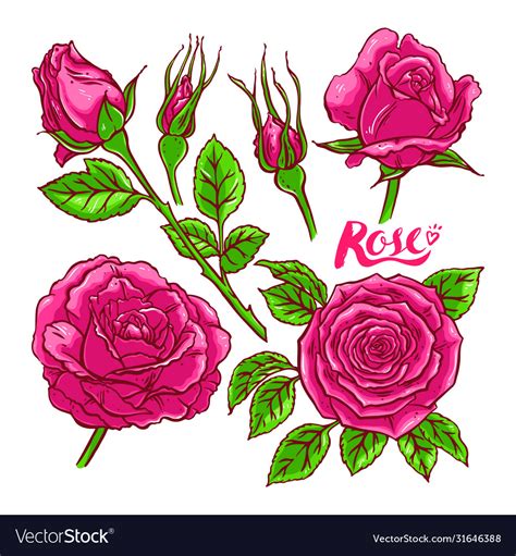 Set pink roses Royalty Free Vector Image - VectorStock