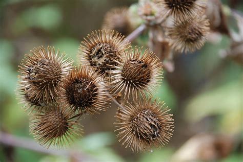 Cluster of Burrs Photograph by Lisa DiFruscio - Pixels