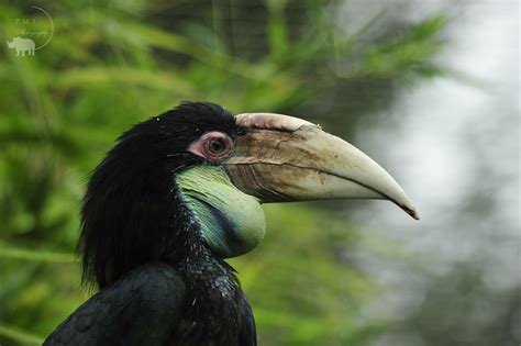 Female Wreathed Hornbill - ZooChat