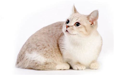 Munchkin Cat - Everything You Need to Know About the Breed