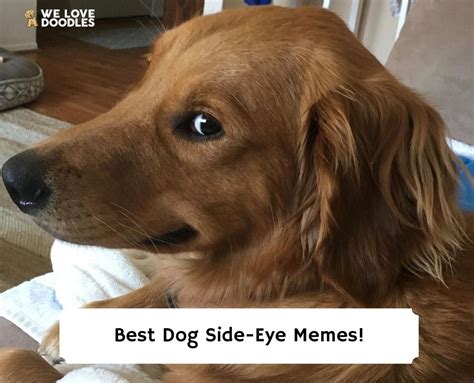 15 Best Dog Side-Eye Memes That Will Make You Laugh!