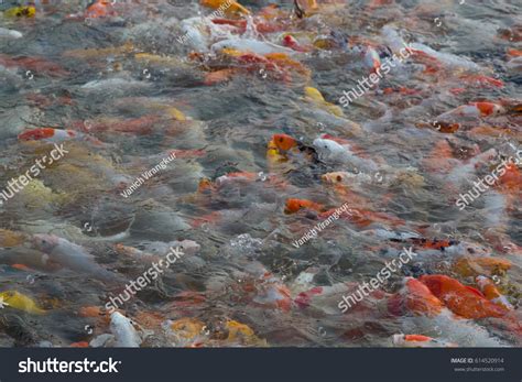 Colorful Fish Background Wallpaper Stock Photo 614520914 | Shutterstock