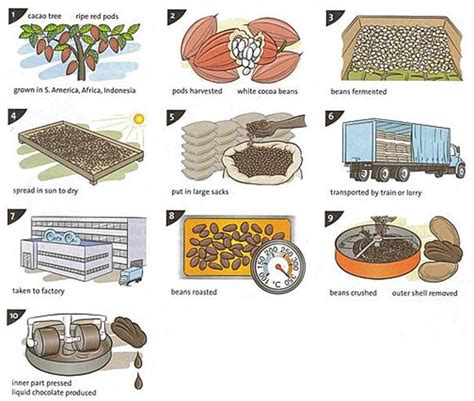 IELTS Task 1 Process | Ielts writing, How to make chocolate, Chocolate