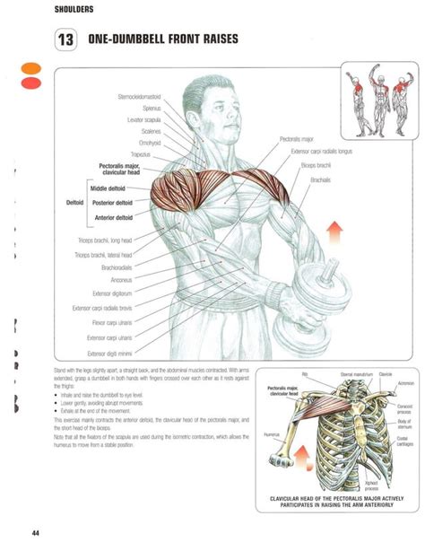 Strength Training Anatomy 2nd Edition