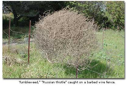 Tumbleweed, - Russian Thistle - DesertUSA