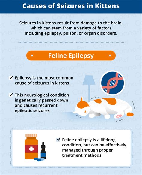 Kitten Seizures: Causes, Symptoms, & Treatment | Canna-Pet