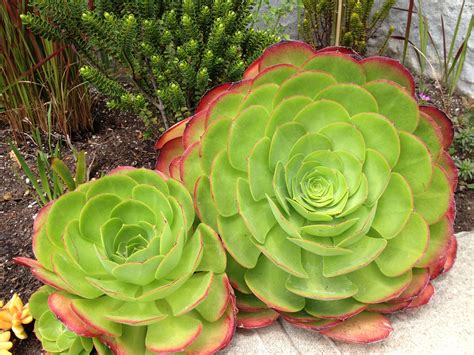 big succulents! | Garden projects, Succulents, Plants