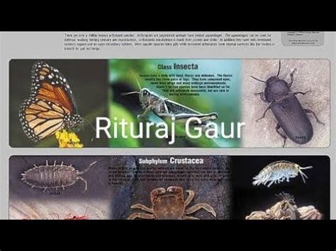 Phylum Arthropoda examples - YouTube