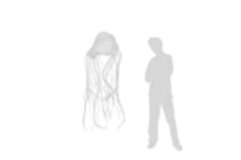 Australian Box Jellyfish Size Comparison