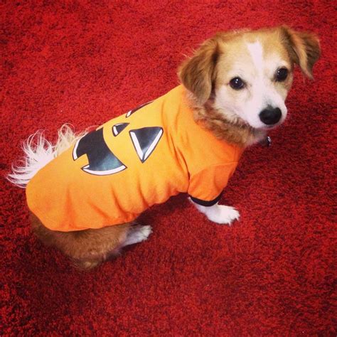 Benny in his Halloween "costume"/t-shirt | T shirt costumes, Halloween costumes, Costumes