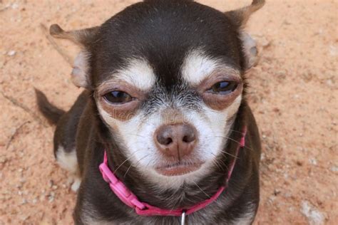 Angry Chihuahua Pictures - Goimages Signs