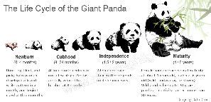 13 Interesting Facts About Giant Pandas Every Panda Lovers Want to Know | Giant panda, Life ...