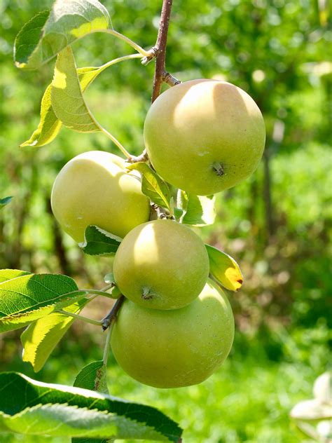 Apple Varities/uses | Becker Farms | Gasport