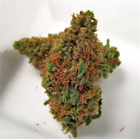 JILLY BEAN (PEOPLE'S CHOICE AWARD) | Hybrid | KaliHerb