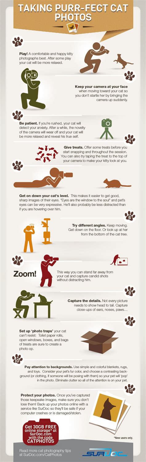 7 Steps to Taking Purfect Cat Photos [INFOGRAPHIC] | Pet photography tips, Cat photography, Cat ...