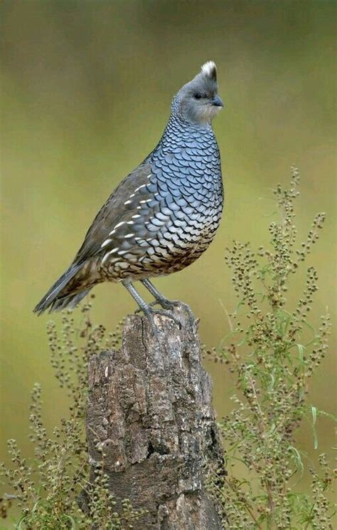 Blue Quail or African Blue Quail, (Coturnix adansonii) is a species of ...