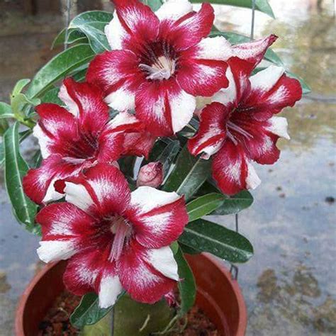 20 Seeds/pack, Multi-Varieties Desert Rose Seeds, Adenium Obesum Seed