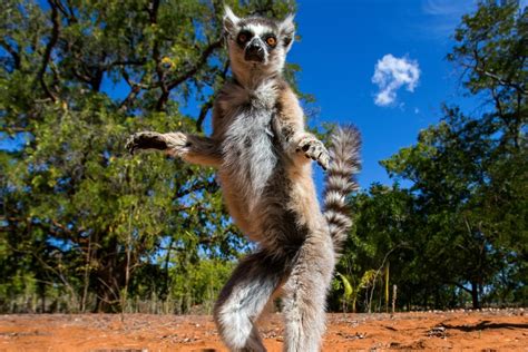 Aleja Baobabów - na Madagaskarze, występowanie