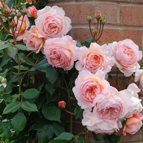 A Shropshire Lad | Climbing roses, Rose seeds, David austin roses