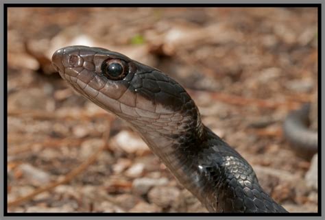 Southern Black Racer | Florida Backyard Snakes