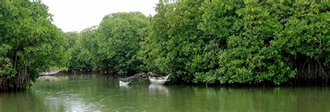 NEGOMBO LAGOON SAFARI - Go Holiday Tours in Sri Lanka