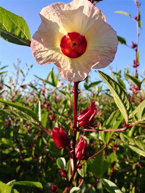 Roselle Hibiscus Tea - Frog Song Organics | Organic Farm | Central Florida