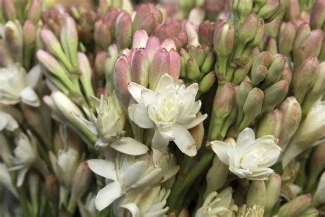 How to Care for Tuberose Bulbs | eHow