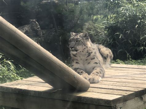 Snow Leopards at Lakeland Wildlife Oasis (2020) - ZooChat