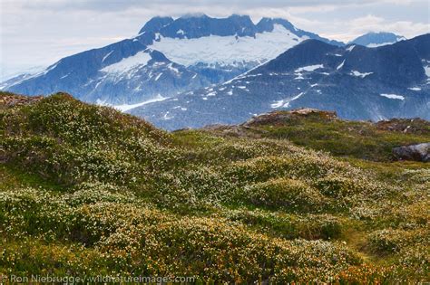 Tongass National Forest | Photos by Ron Niebrugge