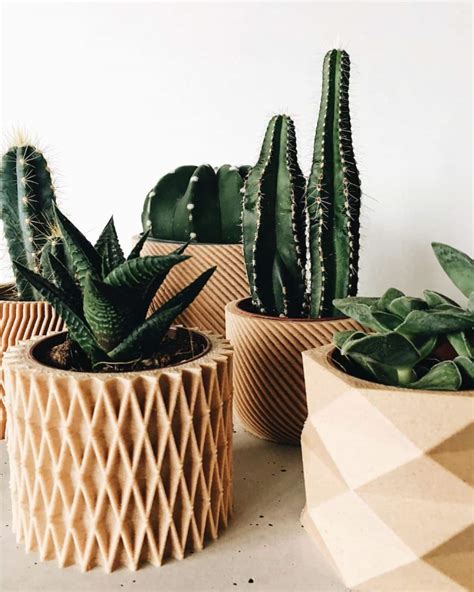 15 Favorite Cactus Plant Pots (2024 Buying Guide)