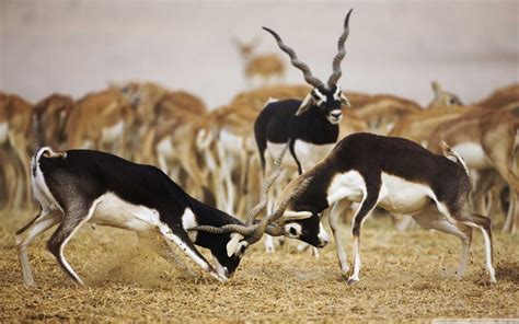 Gujarat Wildlife Tour - Blackbuck National Park - Velavadar