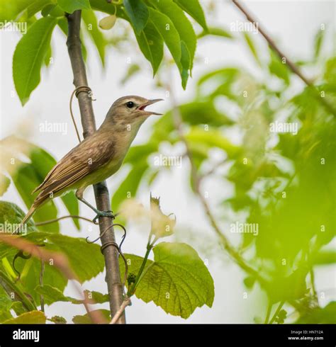 A tiny warbling vireo singing her song Stock Photo - Alamy