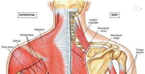 Diagram Of Bones In Neck And Shoulder / The Shoulder Complex | MSK ...