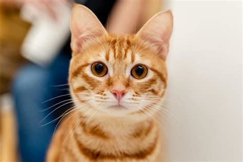 Seizures in Cats: Causes and Treatment Options | FirstVet