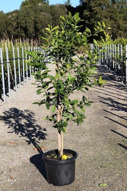 Citrus 'Tahitian' Lime Tree 13" Pot - Hello Hello Plants