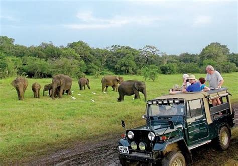 Minneriya Safari Tours (Habarana) - All You Need to Know BEFORE You Go