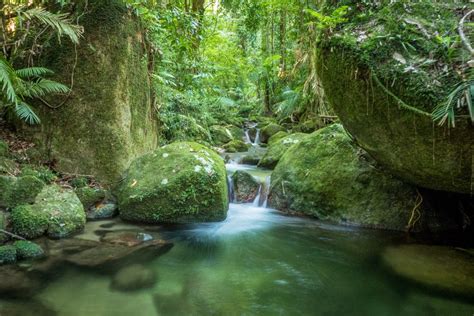 Mossman Gorge Rainforest Circuit Track