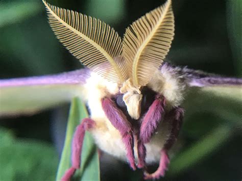 Luna moth by GOONWITHAFACE on DeviantArt