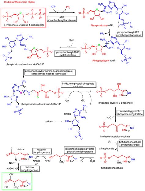 22.2: Biosynthesis of Amino Acids - Biology LibreTexts