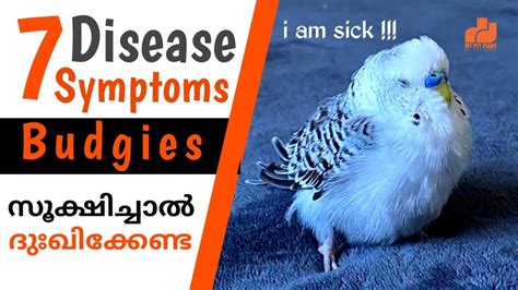 Budgies 7 illness symptoms | Budgies Sickness | Love Birds Video In Malayalam | MY PET PLANT ...