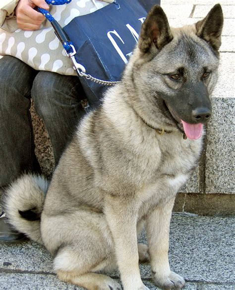 Norwegian Elkhound