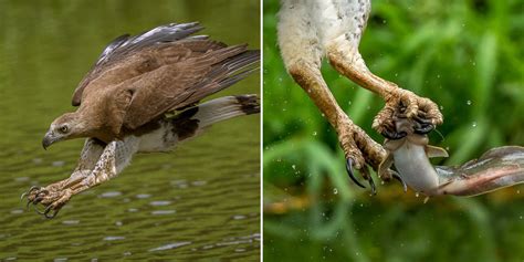 Photographer Captures Epic Moment As Eagle Preys On Fish At Ulu Pandan River