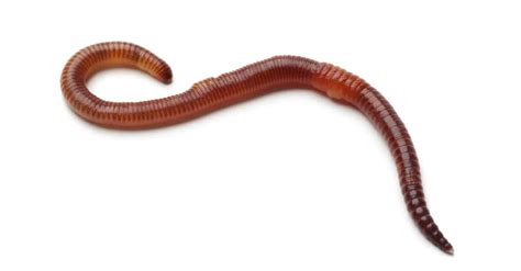 Worm Pictures - AZ Animals