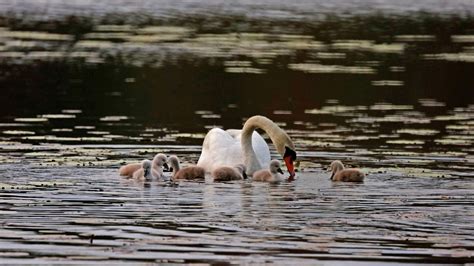 Cygnet swans feeding on the pond - YouTube