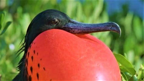 Bizarre Mating Ritual Of The Frigatebird | Wild Caribbean | BBC Earth - YouTube